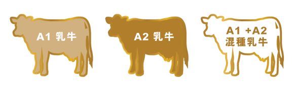 A2Cow A2Cow